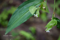 Commelina suffruticosa